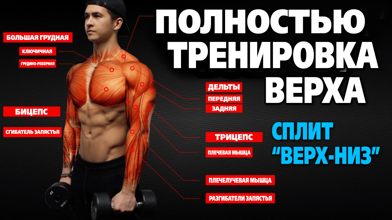 Тренировка верхней части тела. Сплит тренировка 'Верх-Низ'. Качаем грудь, спину, руки и плечи